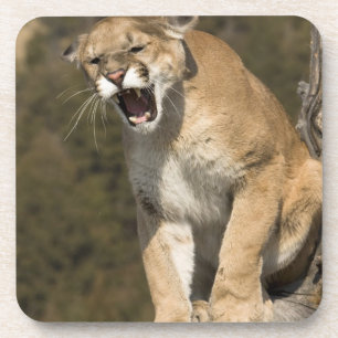 Puma or mountain lion, puma concolor, Captive - Drink Coaster