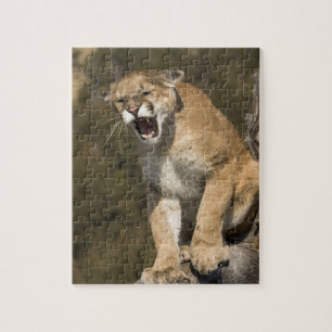Puma or mountain lion, puma concolor, Captive - Jigsaw Puzzle