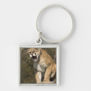 Puma or mountain lion, puma concolor, Captive - Keychain