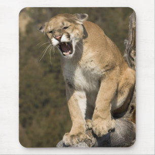 Puma or mountain lion, puma concolor, Captive - Mouse Pad