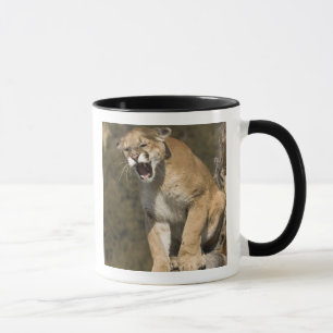 Puma or mountain lion, puma concolor, Captive - Mug