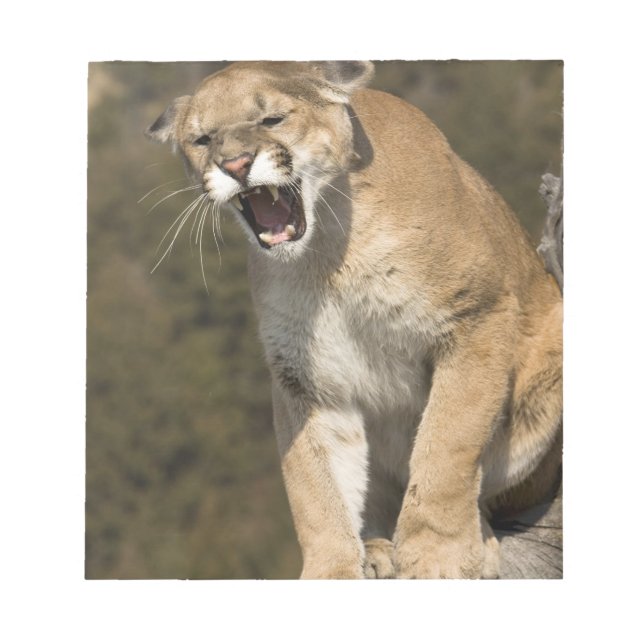 Puma or mountain lion, puma concolor, Captive - Notepad (Front)