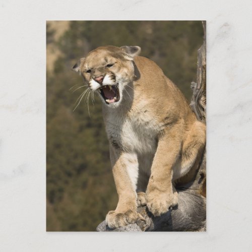 Puma or mountain lion puma concolor Captive _ Postcard