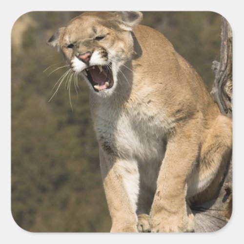 Puma or mountain lion puma concolor Captive _ Square Sticker