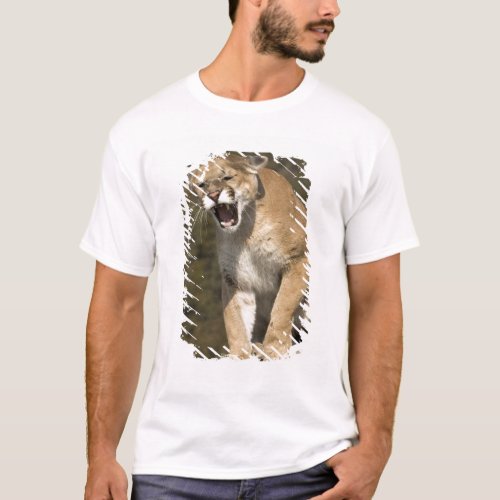 Puma or mountain lion puma concolor Captive _ T_Shirt