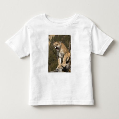 Puma or mountain lion puma concolor Captive _ Toddler T_shirt