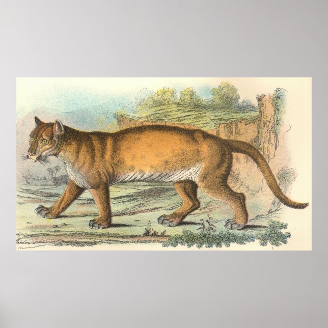 Puma Poster (Front)
