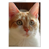 Pumpernickel (Front)