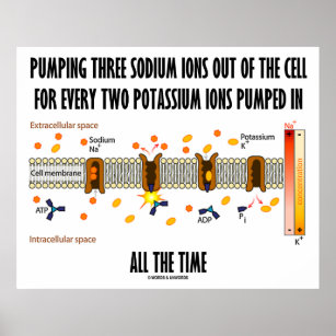 Pumping Three Sodium Ions Out Of Cell (Na-K Pump) Poster