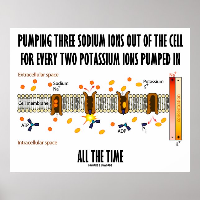 Pumping Three Sodium Ions Out Of Cell (Na-K Pump) Poster (Front)