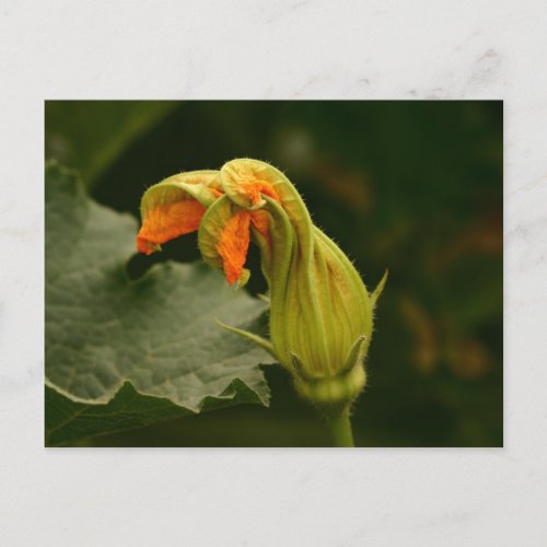 Pumpkin Blossom Postcard