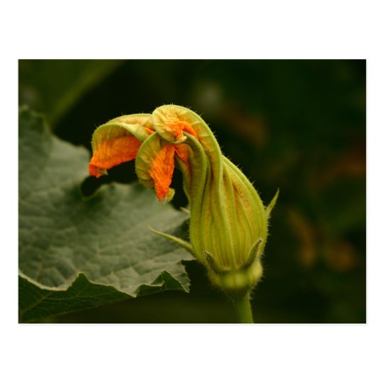 Pumpkin Blossom Postcard