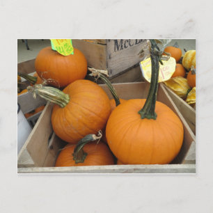 Pumpkin Bunch Postcard
