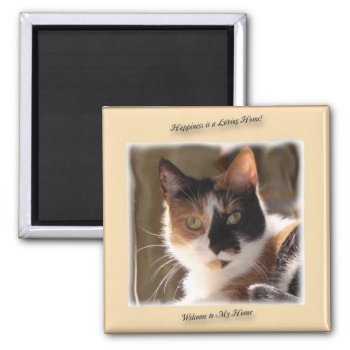 Pumpkin Cat Happiness Magnet by Firecrackinmama at Zazzle