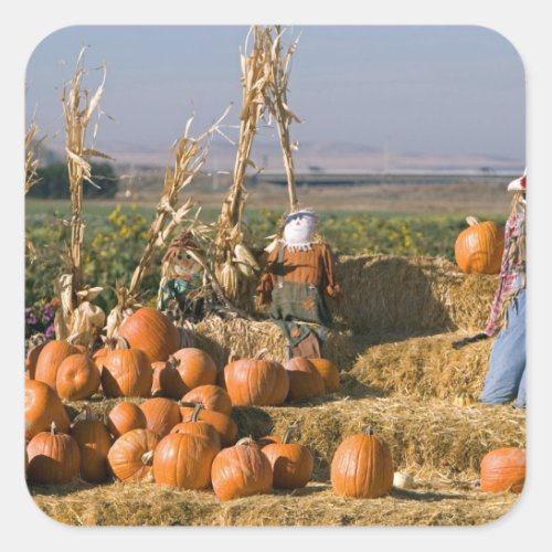 Pumpkin display with hay bales and scarecrows square sticker