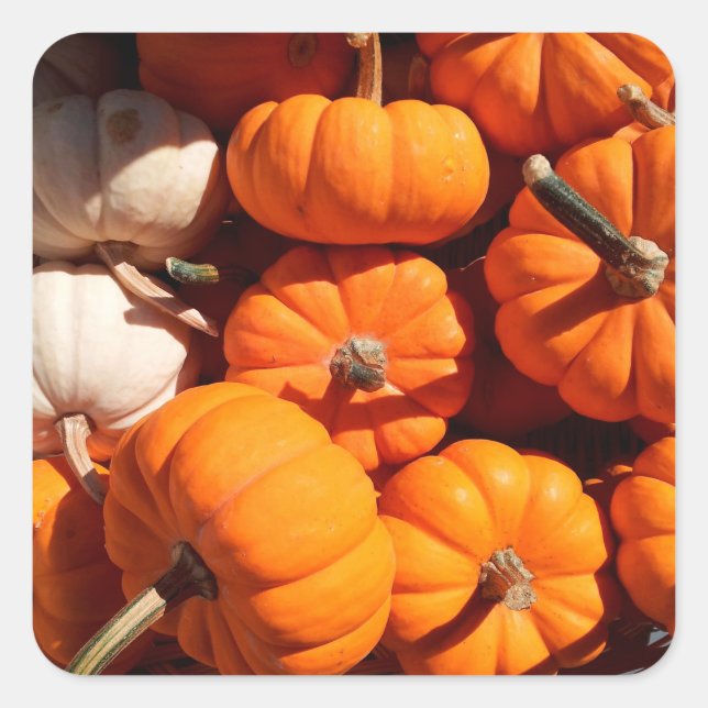 Pumpkin halloween jack o lantern orange pumpkins square sticker (Front)