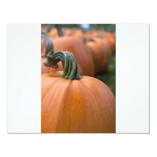 Pumpkin in Field Card