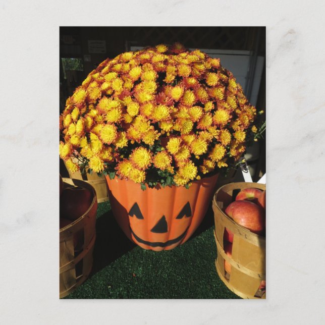 Pumpkin Mum Postcard (Front)