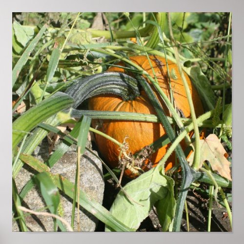Pumpkin On Vine Fall Nature Photography  Poster