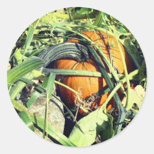 Pumpkin On Vine Nature Classic Round Sticker
