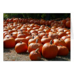 Pumpkin Patch Autumn Harvest Photography