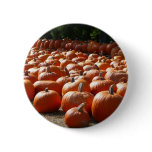 Pumpkin Patch Autumn Harvest Photography Button