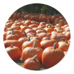 Pumpkin Patch Autumn Harvest Photography Classic Round Sticker