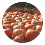 Pumpkin Patch Autumn Harvest Photography Classic Round Sticker