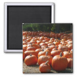 Pumpkin Patch Autumn Harvest Photography Magnet
