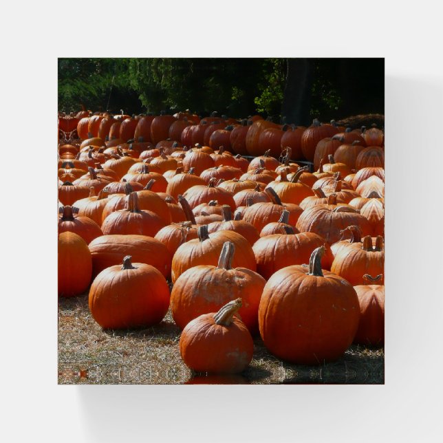 Pumpkin Patch Autumn Harvest Photography Paperweight (Front)
