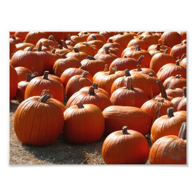 Pumpkin Patch Autumn Harvest Photography Photo Print (Front)