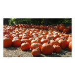 Pumpkin Patch Autumn Harvest Photography Photo Print