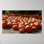 Pumpkin Patch Autumn Harvest Photography Poster