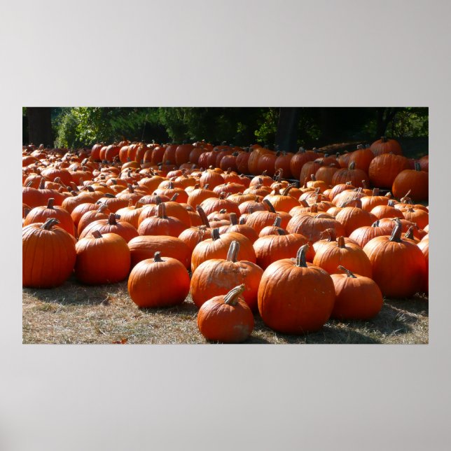 Pumpkin Patch Autumn Harvest Photography Poster (Front)