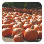 Pumpkin Patch Autumn Harvest Photography Square Sticker