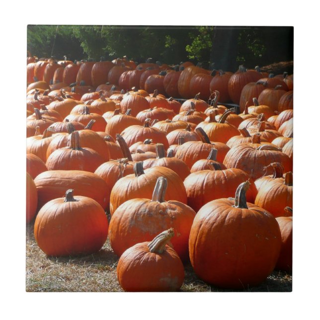 Pumpkin Patch Autumn Harvest Photography Tile (Front)