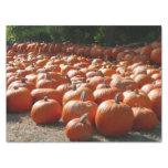 Pumpkin Patch Autumn Harvest Photography Tissue Paper