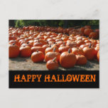 Pumpkin Patch Happy Halloween Postcard
