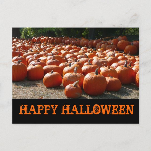Pumpkin Patch Happy Halloween Postcard (Front)