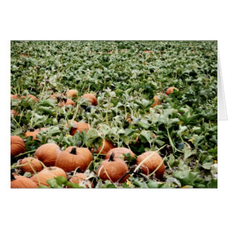 Pumpkin Patch in Lawrence, KS Cards