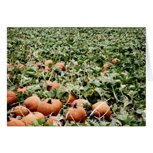 Pumpkin Patch in Lawrence, KS Cards (Front Horizontal)