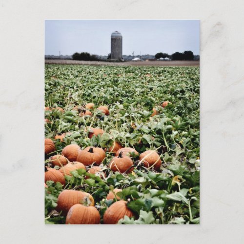 Pumpkin Patch in Lawrence KS Postcard