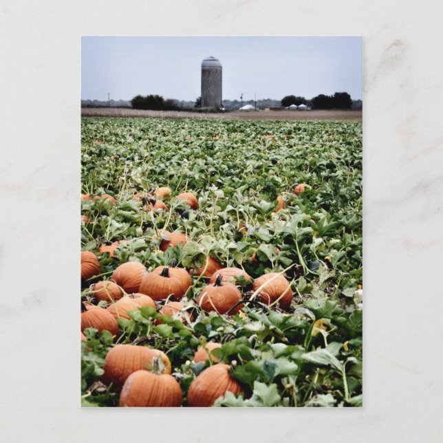 Pumpkin Patch in Lawrence, KS Postcard (Front)