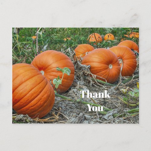 Pumpkin Patch Photo Thank You Postcard