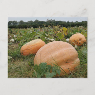 Pumpkin patch postcard