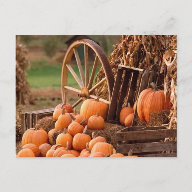 Pumpkin Patch Postcard (Front)