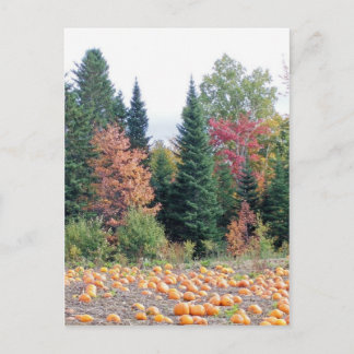 Pumpkin Patch Postcard