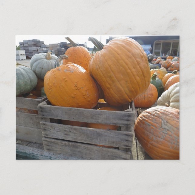 Pumpkin Pile Postcard (Front)
