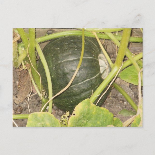 Pumpkin Postcard (Front)