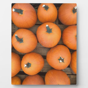 Pumpkin Rows Plaque